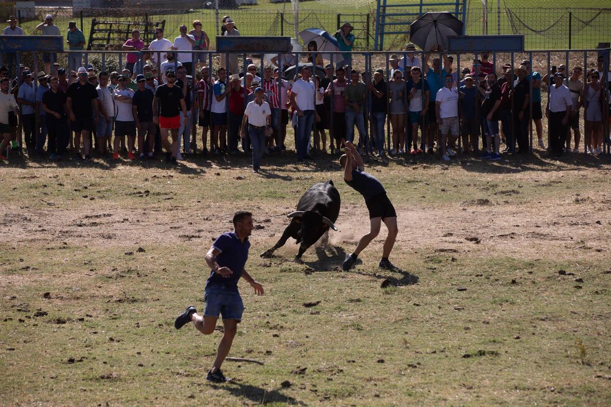 GALERÍA | Venialbo vibra con el encierro mixto de sus fiestas GALERÍA | Venialbo vibra con el encierro mixto de sus fiestas