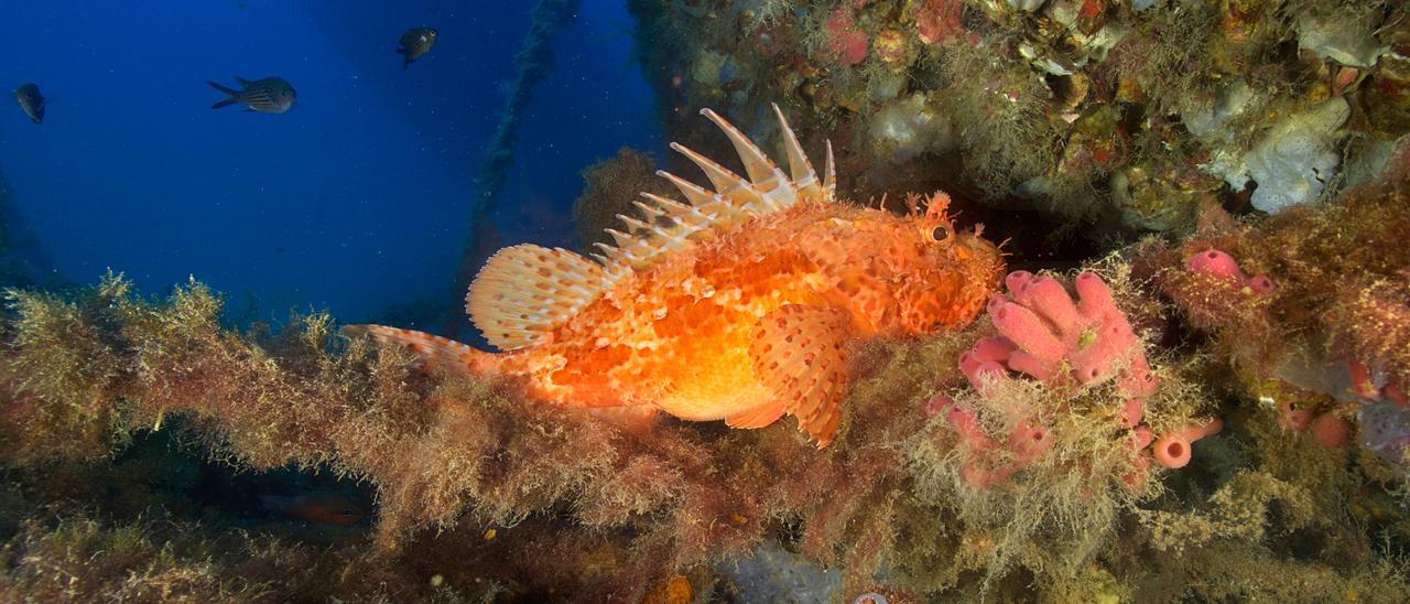 Submarinismo en Ibiza.