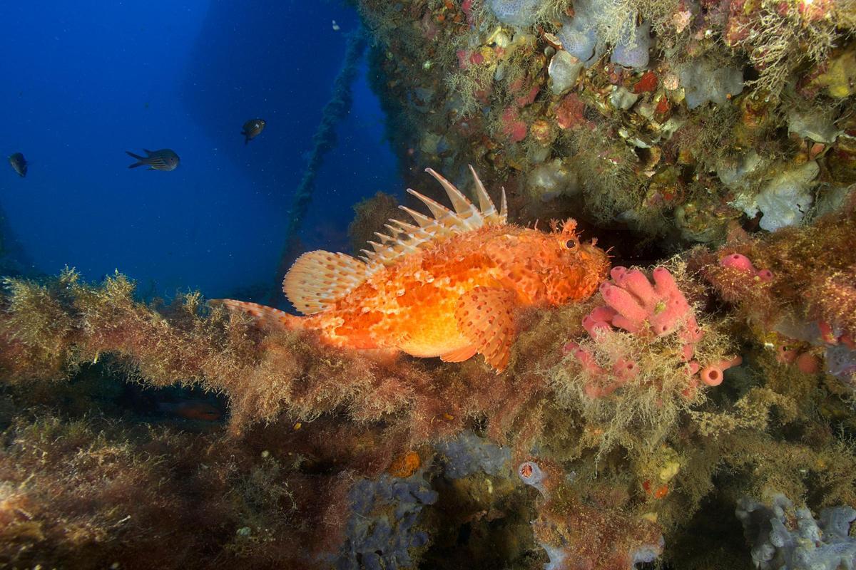 Submarinismo en Ibiza. Joan Costa