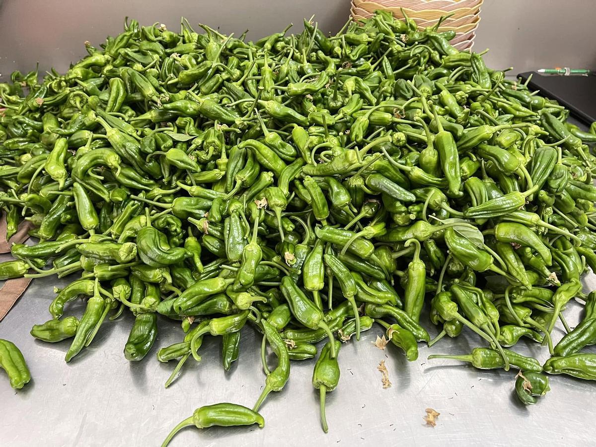 Los pimientos de Padrón son un emblema de la gastronomía gallega