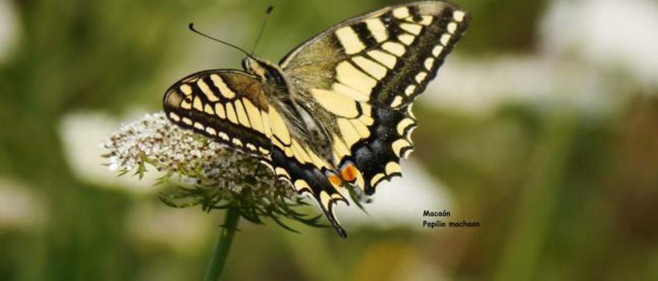 Una mariposa macaón fotografiada en Peñas.