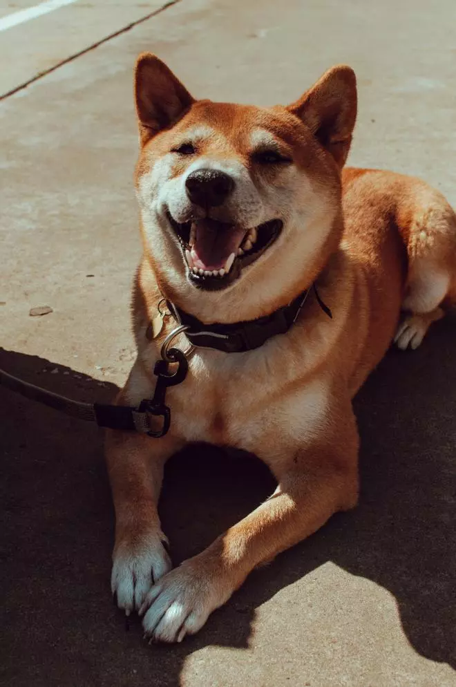 ¿Es peligrosa la calima para tu perro y tu gato?