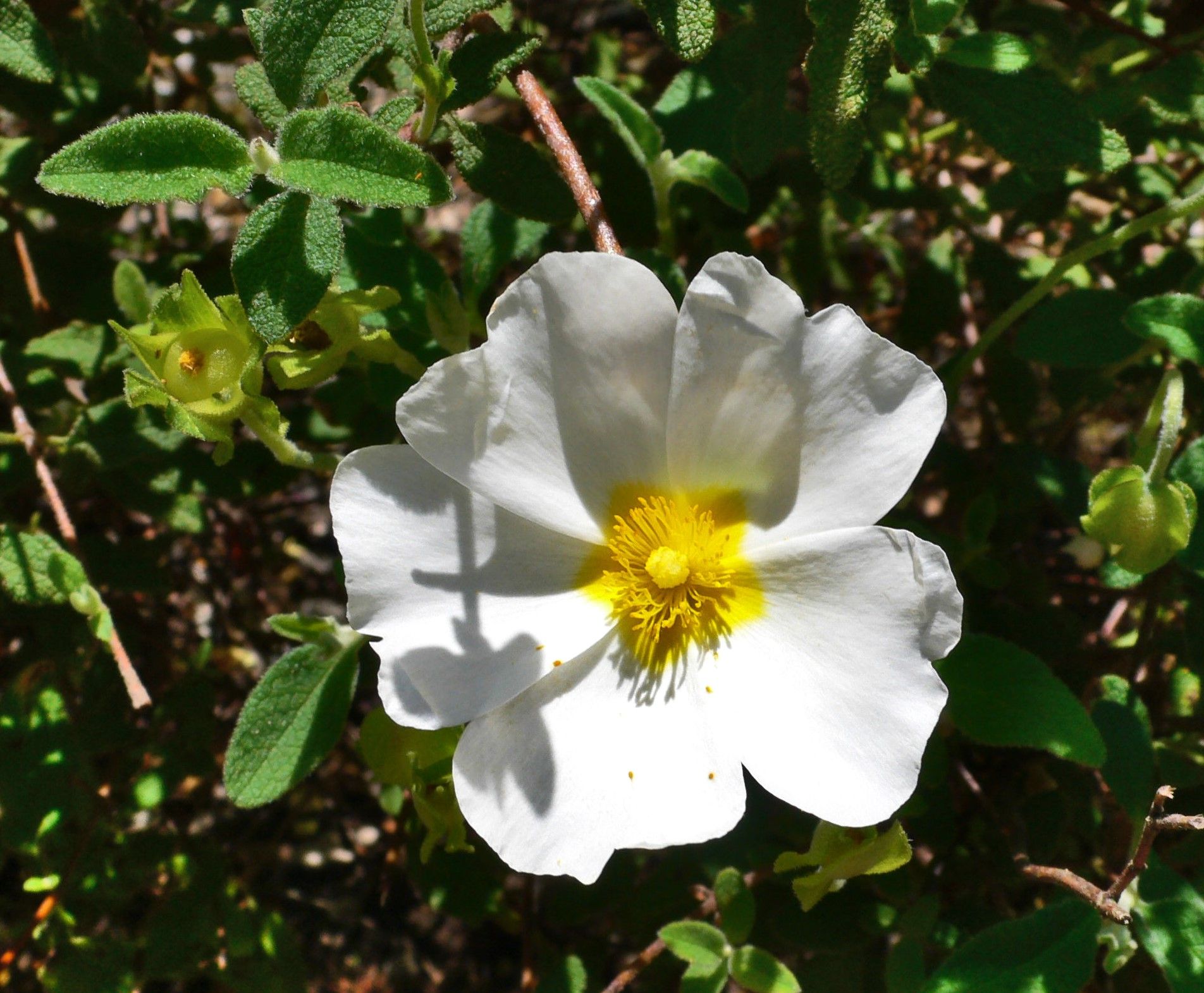 Cistus salviifolius (Estepa negra o borrera).JPG