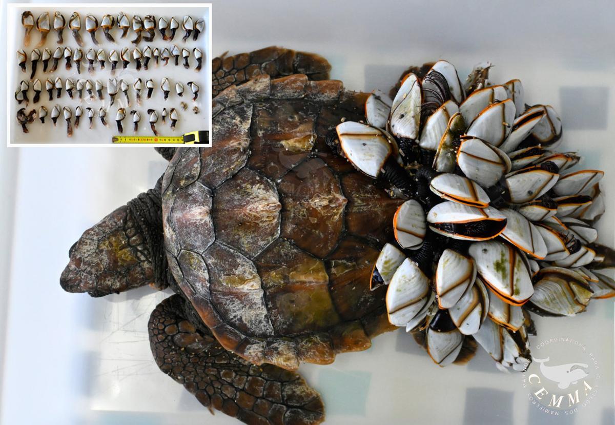 Perceberia llegó en marzo a la costa de Fisterra con cirrípedos fijados a su caparazón.
