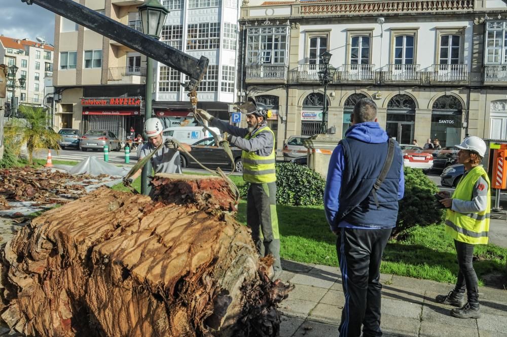 Palmera Vilagarcía