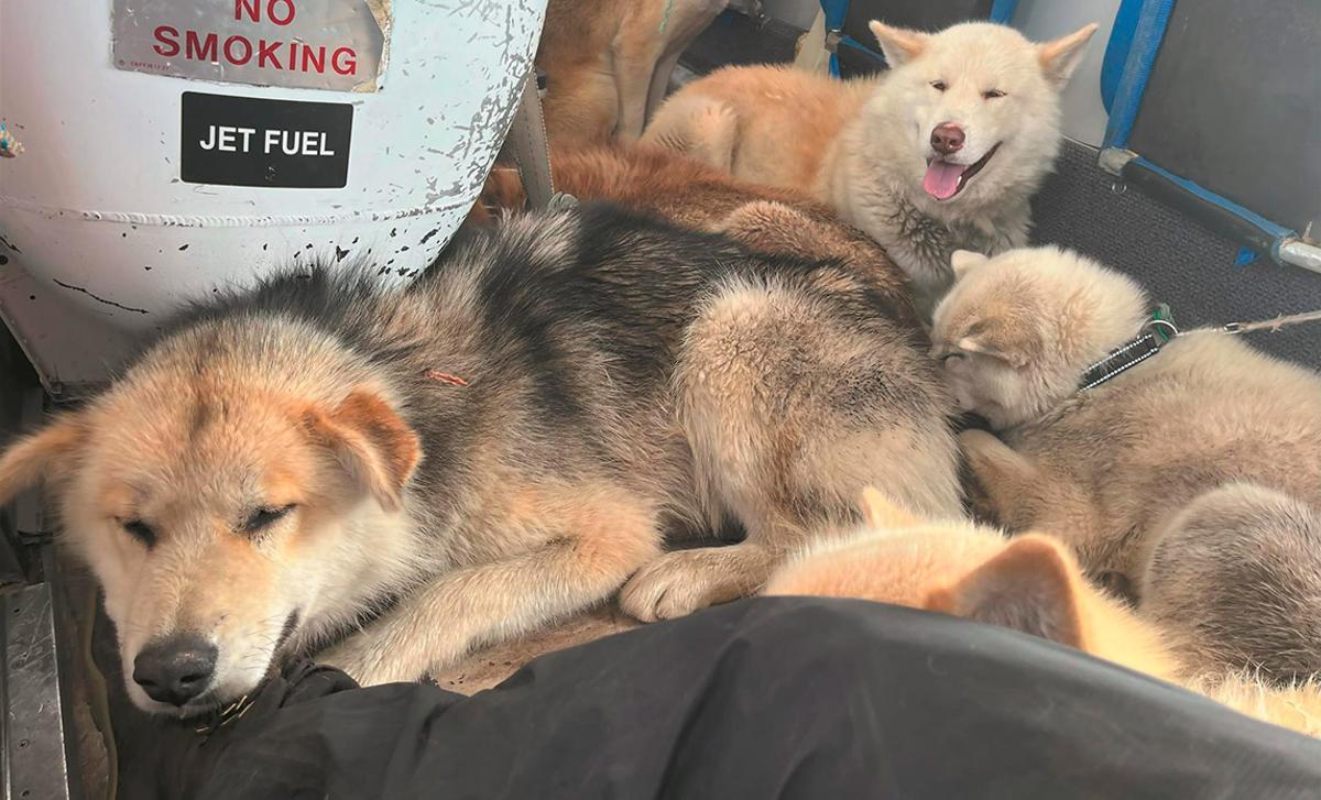 Tres de los nuevos perros adquiridos por la Patrulla Sirius que Dinamarca despliega en Groenlandia