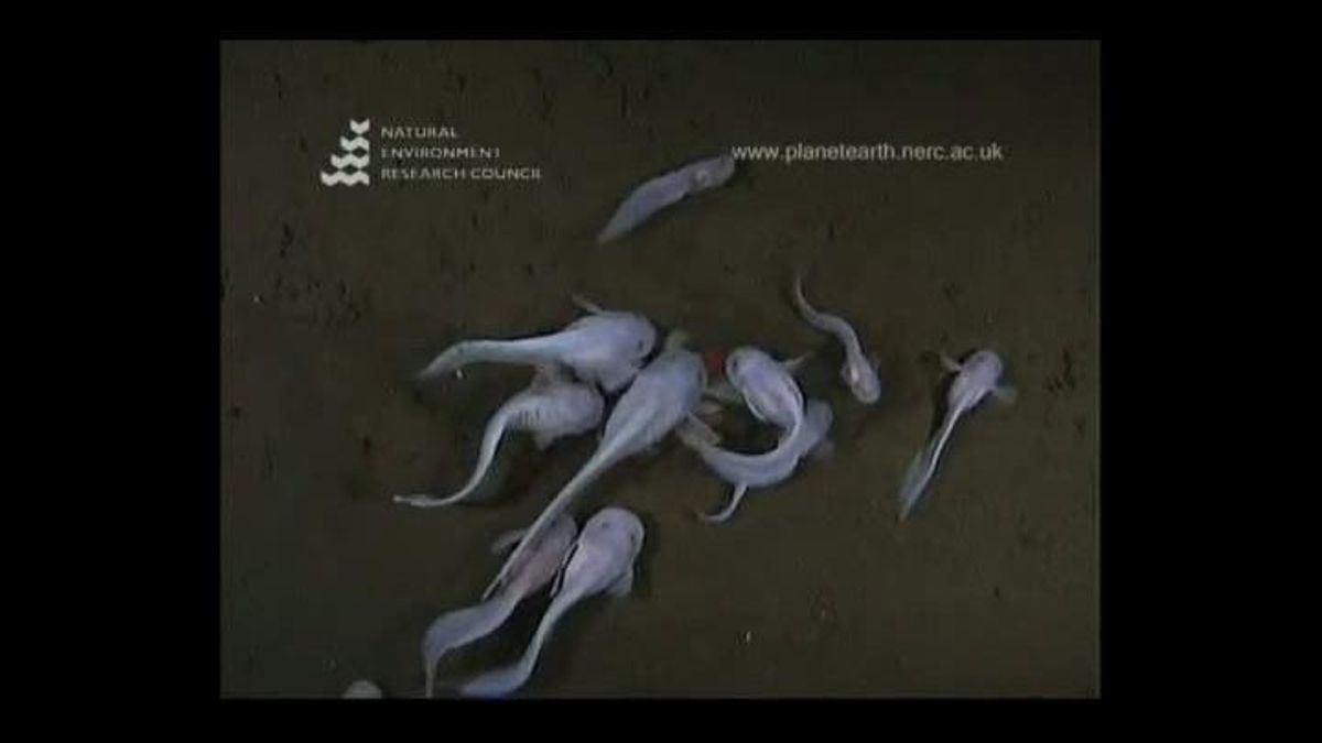 Científics de l’Institut Nacional d’Investigació Atmosfèrica i de l’Aigua (NIWA) de Nova Zelanda exploren les zones abissals de l’oceà Pacífic.