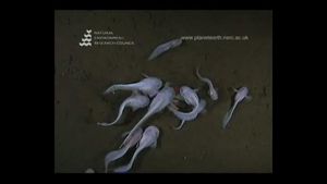 Científics de l’Institut Nacional d’Investigació Atmosfèrica i de l’Aigua (NIWA) de Nova Zelanda exploren les zones abissals de l’oceà Pacífic.