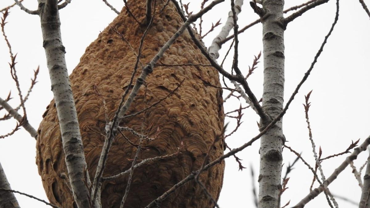 Nido de avispa asiática localizado en Alcañiz (Teruel).