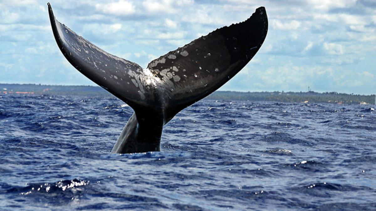 Una ballena jorobada en la costa de Brasil.