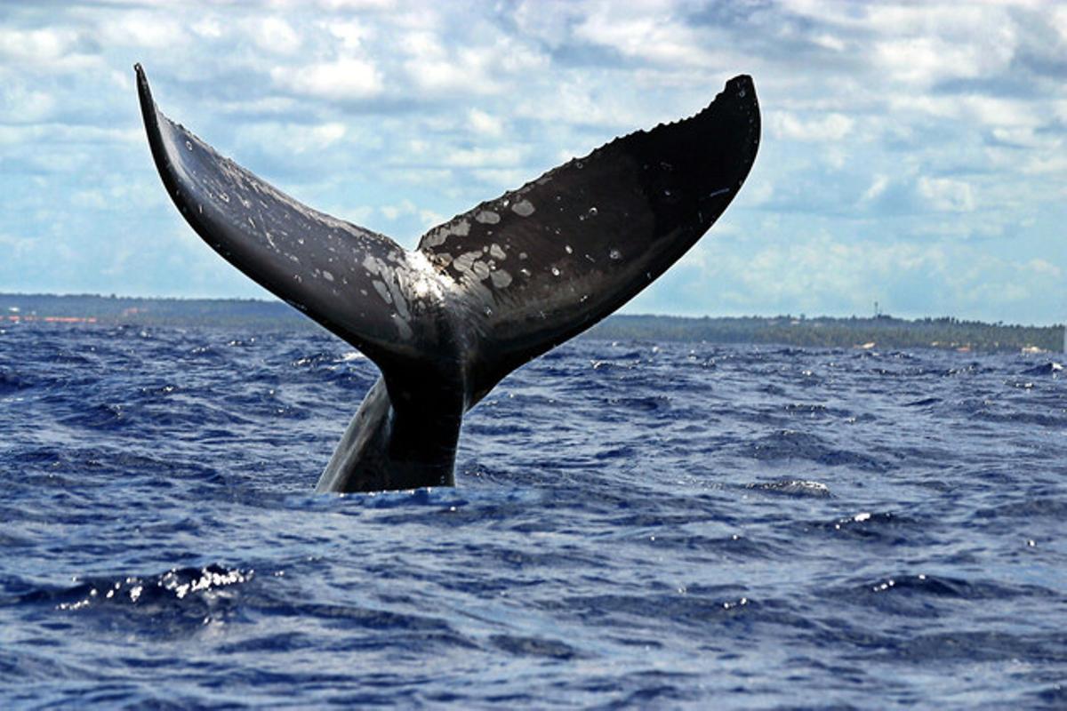 Una balena geperuda a la costa del Brasil.