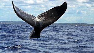 Una balena geperuda a la costa del Brasil.