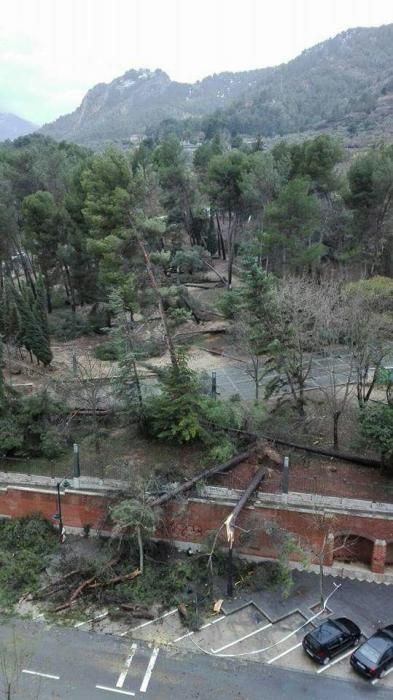 El viento provoca caída de árboles en Alcoy