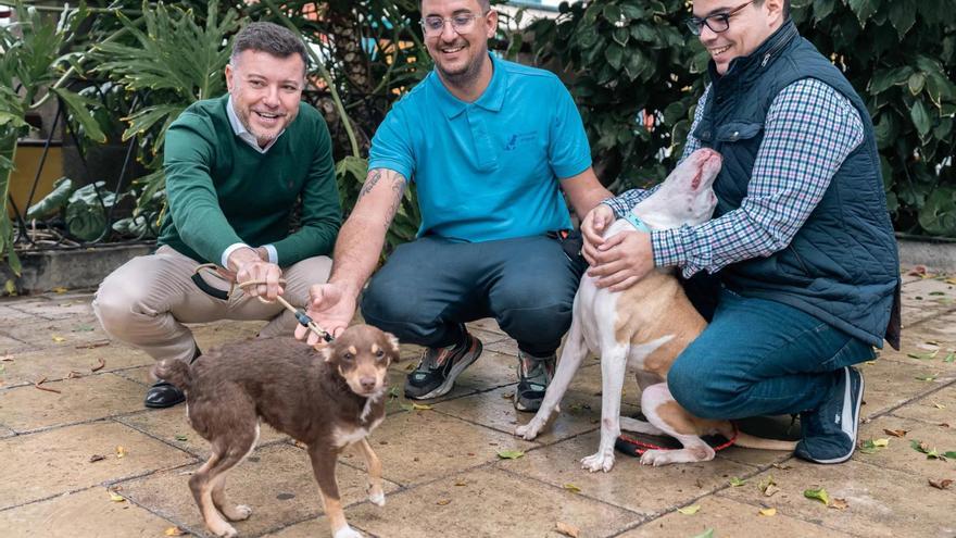 Decenas de mascotas participan en la primera jornada de bienestar animal en Gáldar