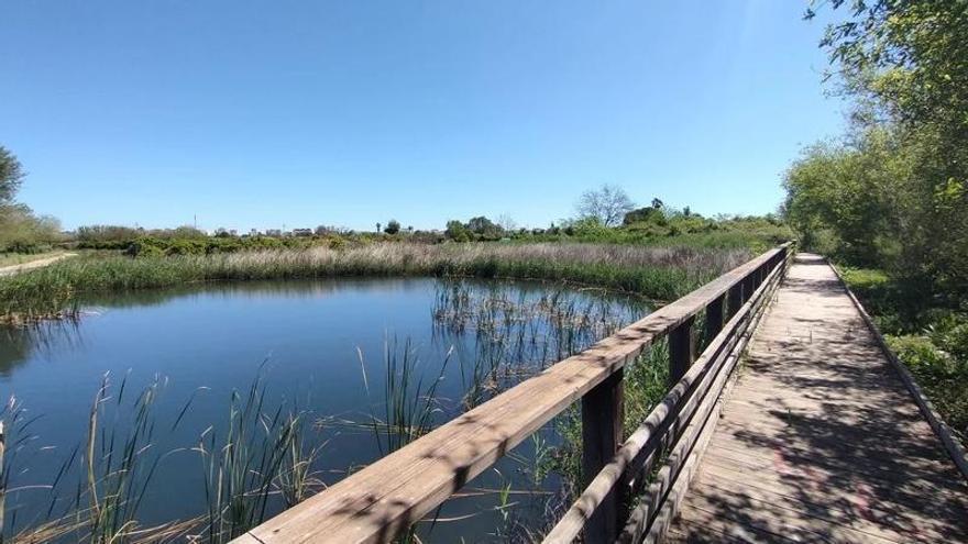 Gandia organiza una ruta ornitológica para descubrir la biodiversidad de la marjal de la Safor