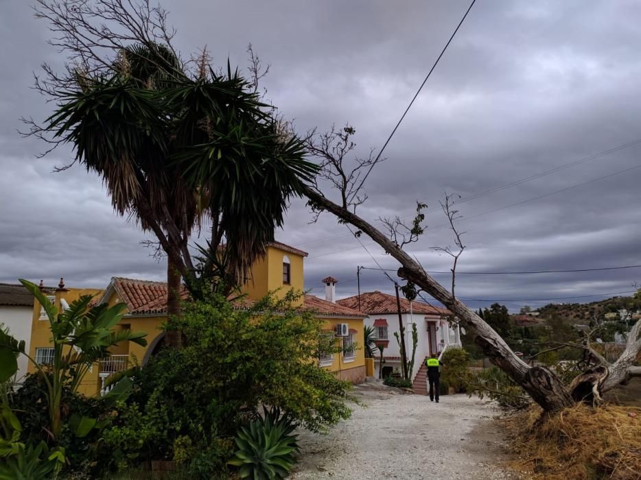 Coín fija en 1,4 millones los daños ocasionados por la gota fría.