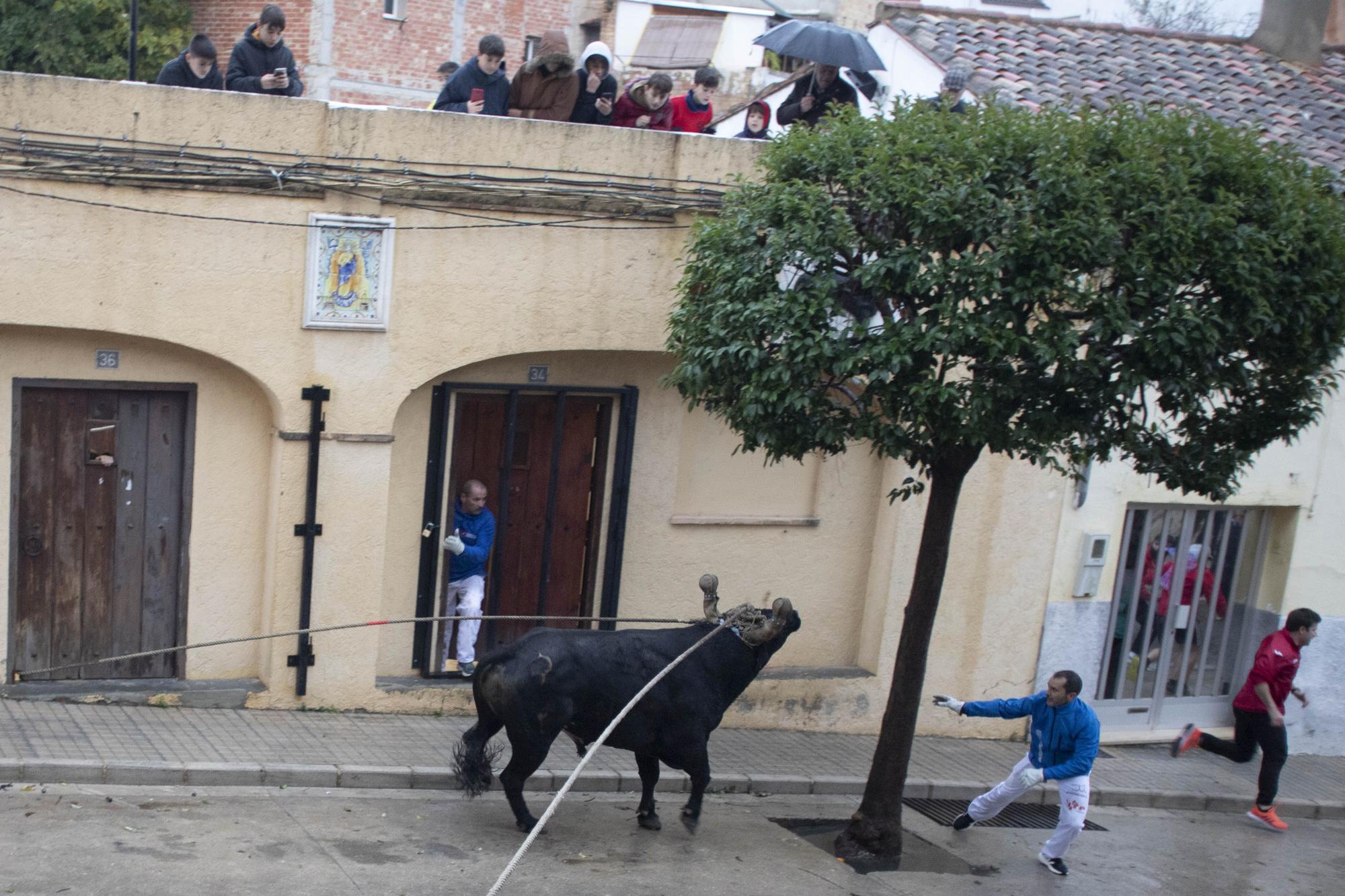 El "Bou en corda" vuelve al Pont Vell de Ontinyent