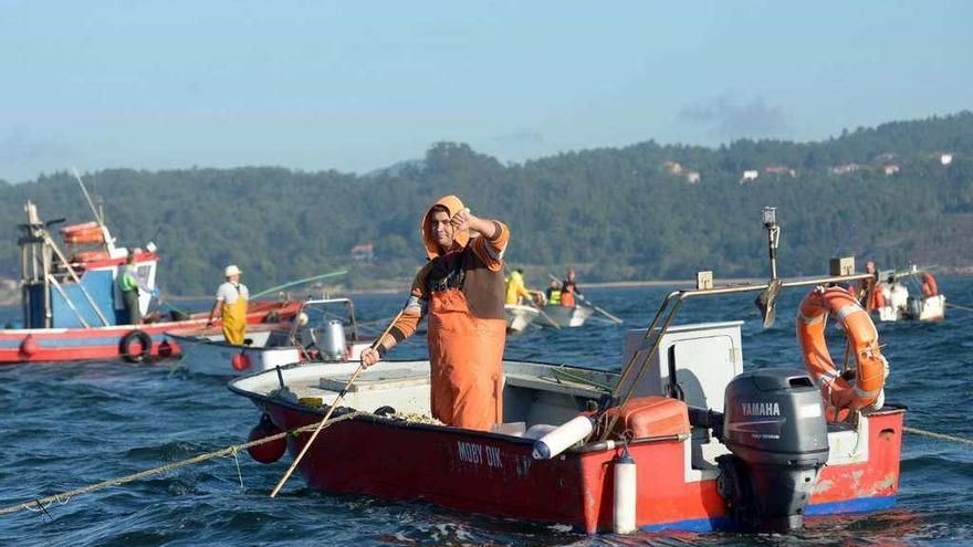 &quot;Rañeiros&quot; en la campaña de libre marisqueo, en la zona de Os Lombos do Ulla. // Noé Parga