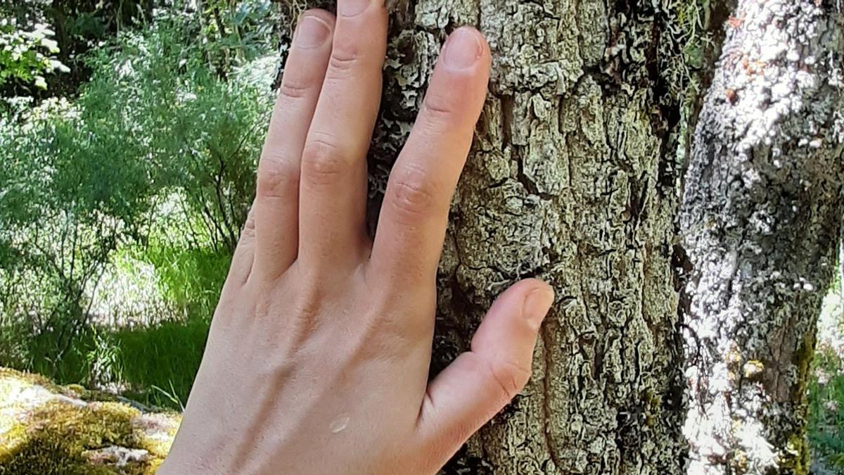 Un tronco de un árbol en Zamora.