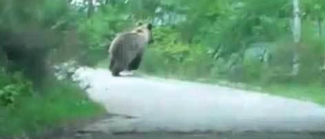 El oso avistado la pasada semana en la ruta de Brañagallones por dos vecinos de Caso.