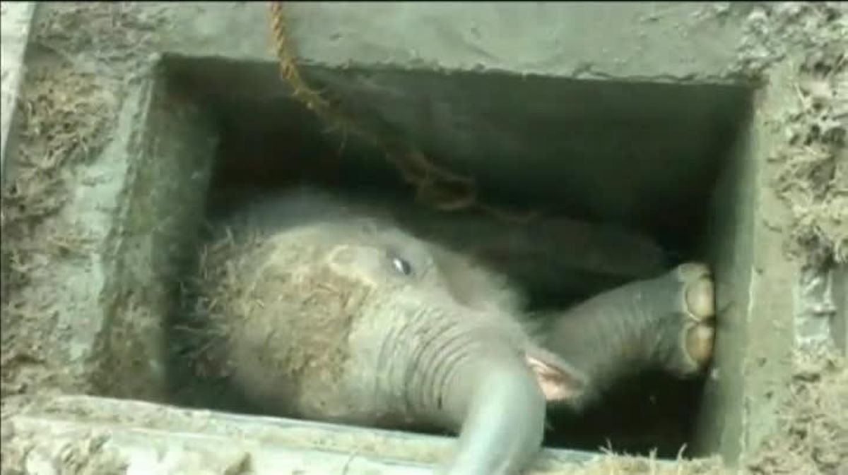 Un grup d’operaris rescaten una cria d’elefant al port de Hambantota (Sri Lanka). 