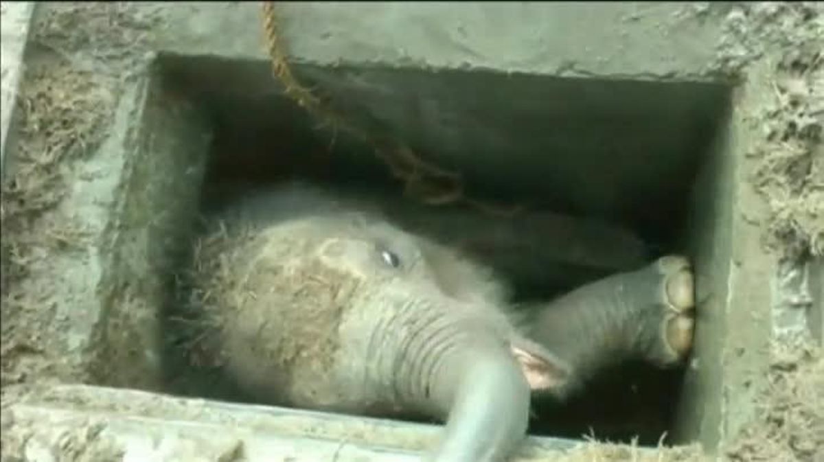 Un grupo de operarios rescatan una cría de elefante en el puerto de Hambantota (Sri Lanka). 