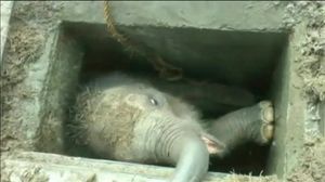 Un grup d’operaris rescaten una cria d’elefant al port de Hambantota (Sri Lanka). 