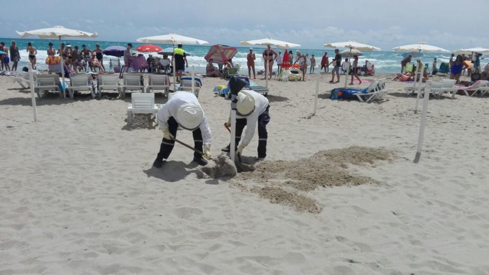 Retiran un enjambre del poste de una sombrilla en una playa de El Campello