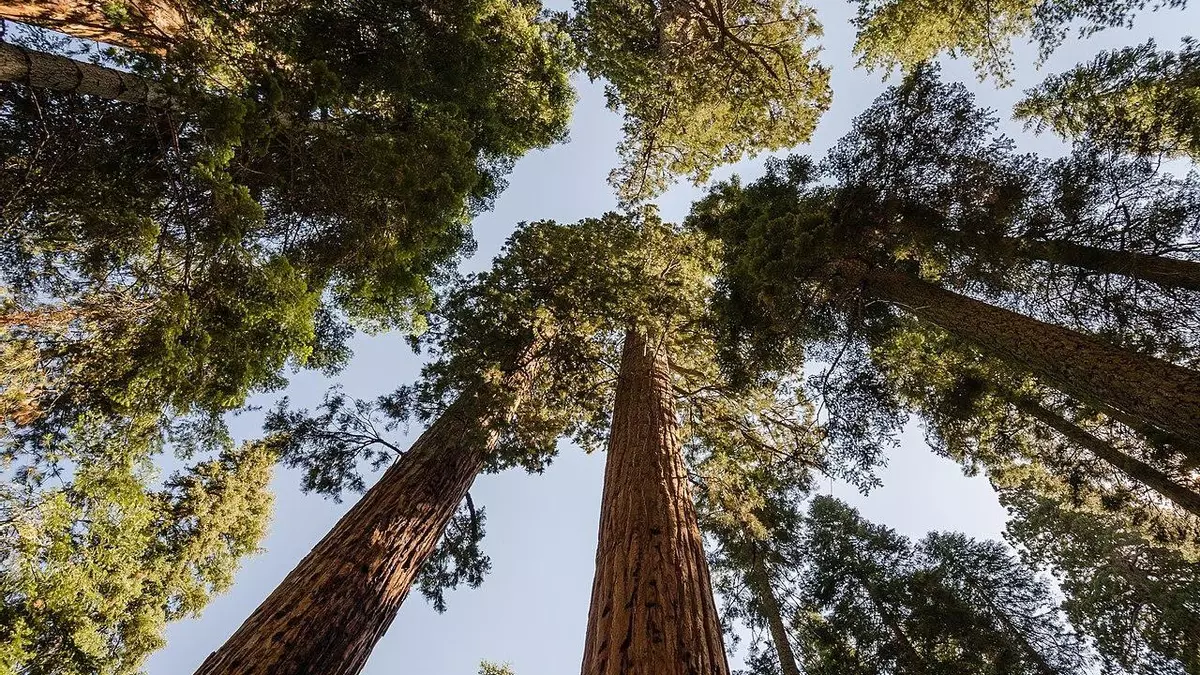 Parets refuerza su verde: 40 nuevos árboles para regenerar espacios naturales