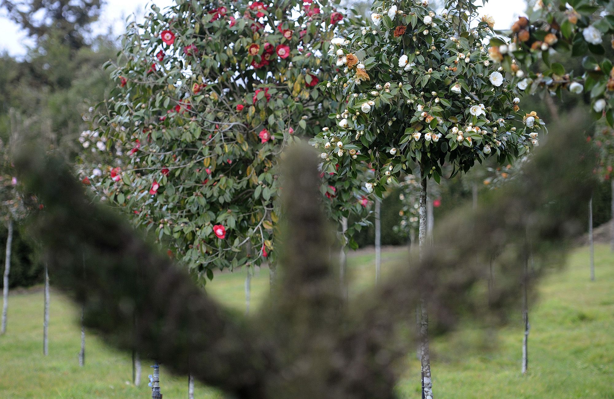 Las visitas se reanudan con las camelias en pleno apogeo de su floración