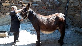 Los animales viven vidas más sanas cuando se reconocen sus emociones