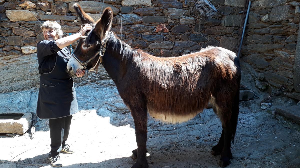 Uno de los casos analizados en este estudio de relación humana con animales, en este caso de Portugal.