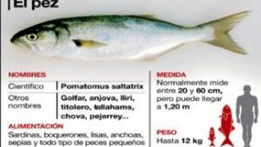 Un pez ataca a una niña de 7 años en Alicante