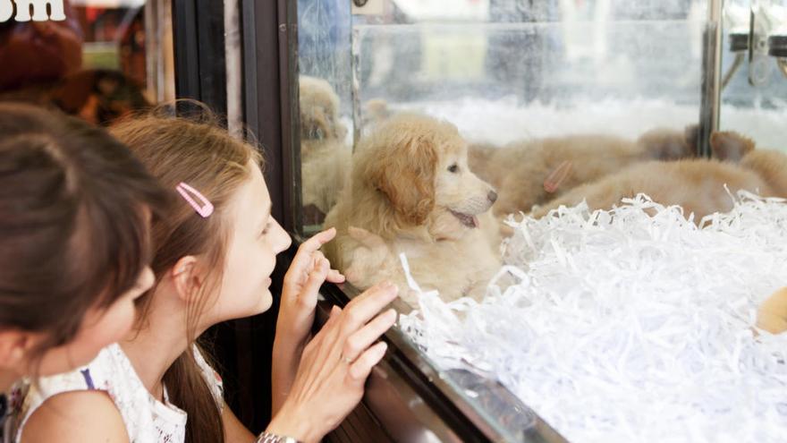La venta de mascotas en las tiendas ha descendido en favor de la adopción en protectoras