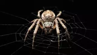 Las arañas utilizan sus telarañas para oír qué ocurre a su alrededor (y eso podría inspirar los micrófonos del futuro)
