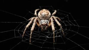 Ejemplar de araña puente (Larinioides sclopetarius), una de las arañas utilizadas en este estudio.