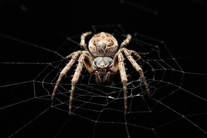 Ejemplar de araña puente (Larinioides sclopetarius), una de las arañas utilizadas en este estudio.
