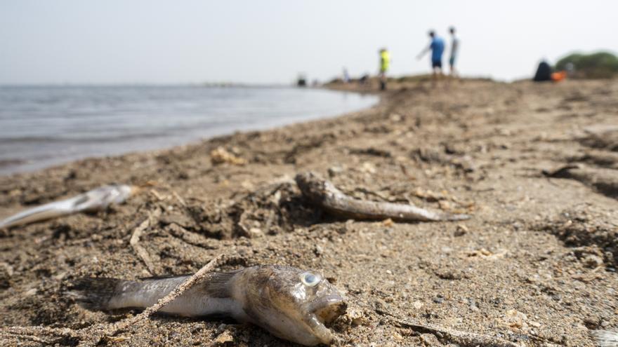 Varapalo del TSJ a la Comunidad: deberá exigir responsabilidad ambiental a los agricultores que contaminaron el Mar Menor