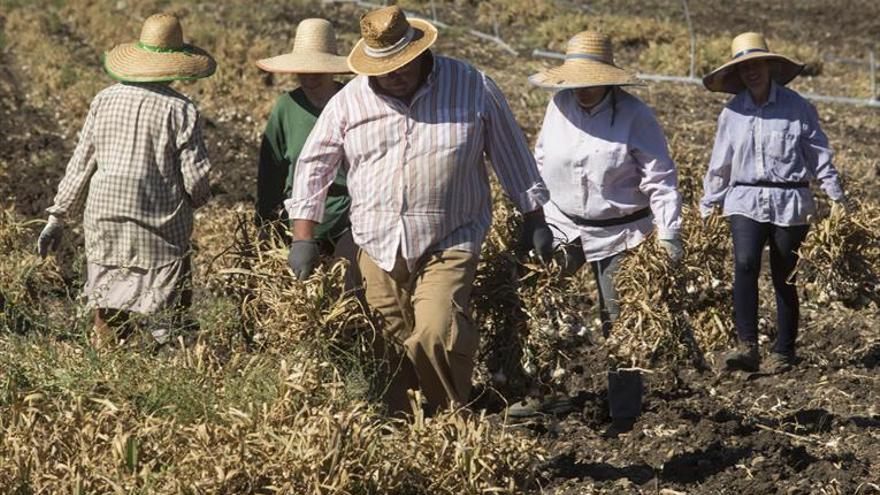 Coronavirus en Córdoba: los parados podrán cobrar el subsidio mientras trabajan en el campo