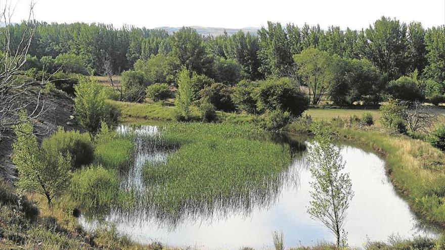 El bosque animado