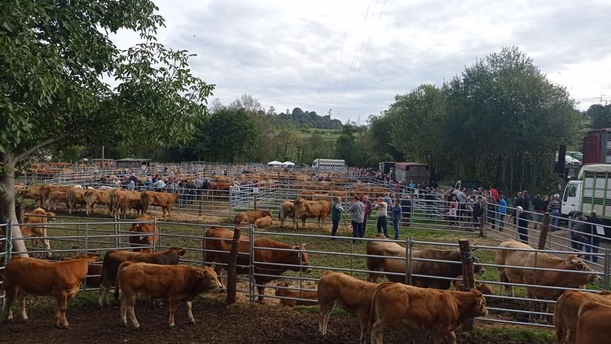 Récord de reses en la feria de Santa Teresa de Infiesto, con más de dos mil cabezas