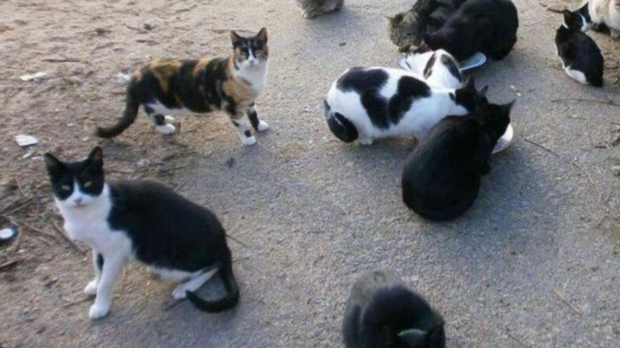 El Ayuntamiento de Santa Cruz autoriza la gestión de dos colonias de gatos con 29 felinos