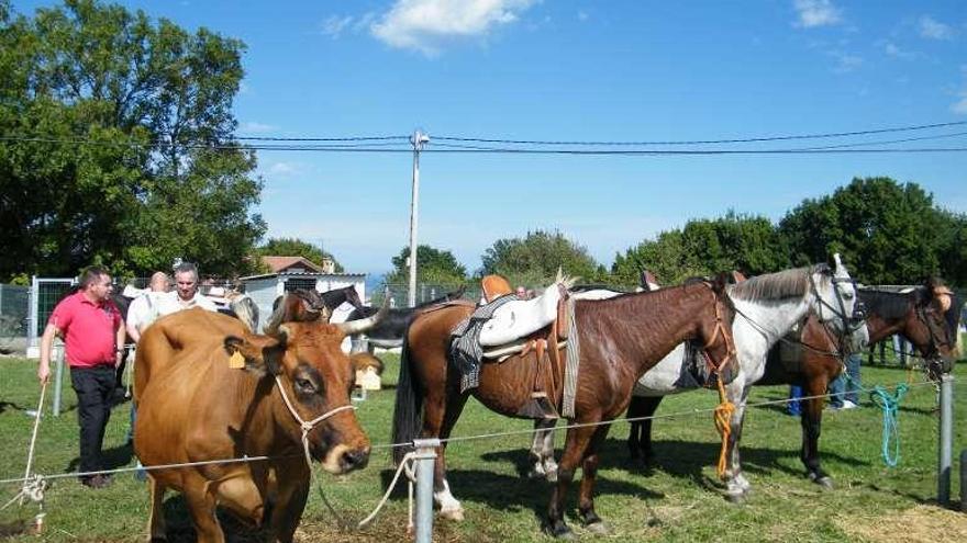 Caballos en la feria, junto a una vaca.