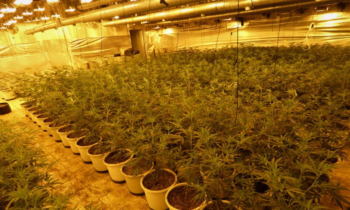 Desmantellada a Badalona una plantació de marihuana amb mercaderia valorada en 390.000 euros