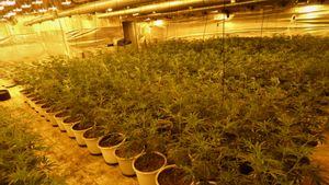 Desmantellada a Badalona una plantació de marihuana amb mercaderia valorada en 390.000 euros