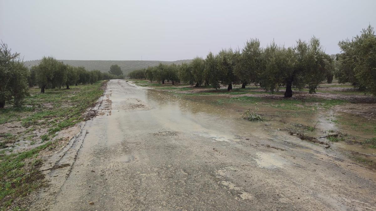 Olivar de Albendín este jueves.