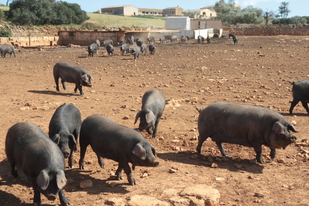 Die Schweine zur Wurst