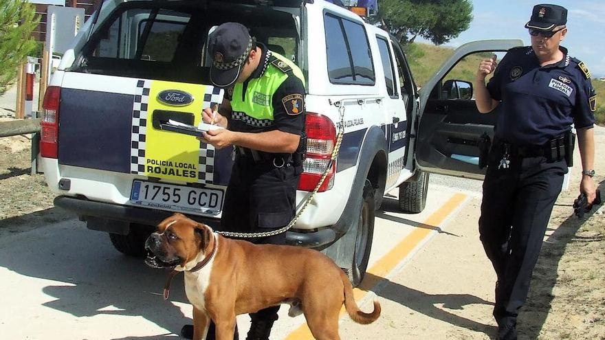 ¿Qué hago si me encuentro un perro abandonado?