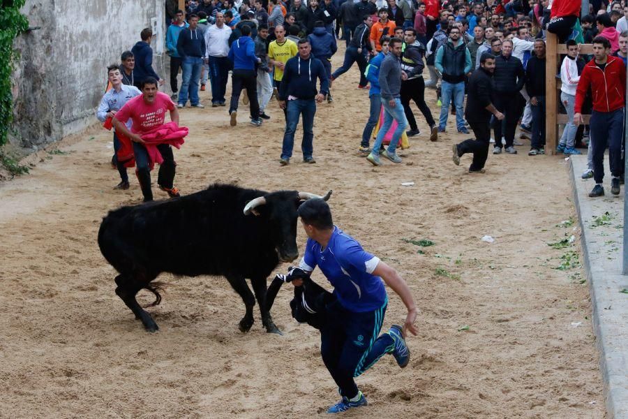 Encierros en Morales del Vino