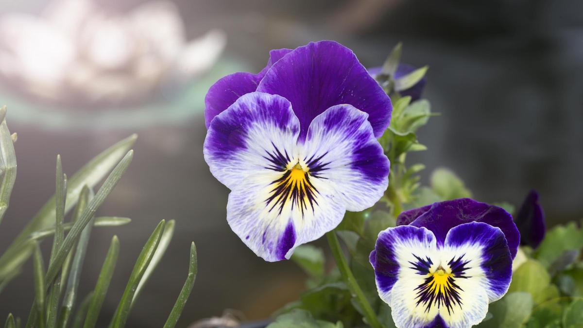 PENSAMIENTOS FLOR | Pensamientos, la flor del invierno: todo lo que necesitas saber sobre esta joya ideal para el jardín